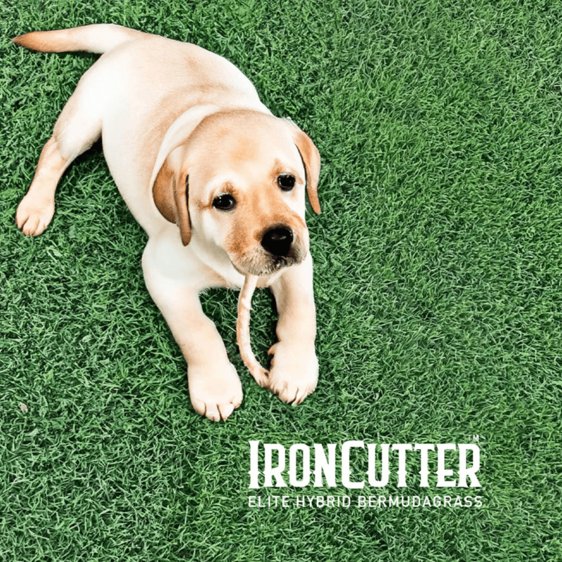 Thumbnail IronCutter Elite Hybrid BermudaGrass Thumbnail IronCutter Elite Hybrid BermudaGrass